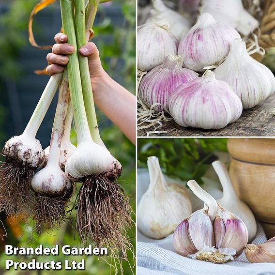 Garlic Trio Collection