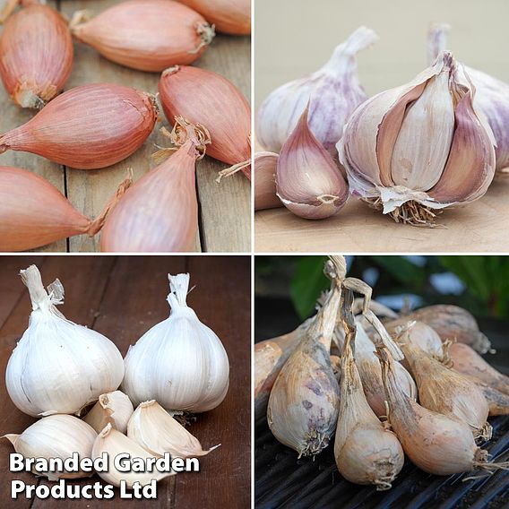 Garlic & Shallot Saver Collection