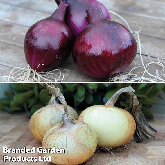 Onion Autumn Planting Duo