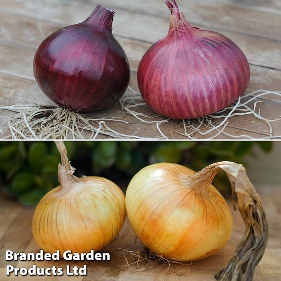 Onion Autumn Planting Duo