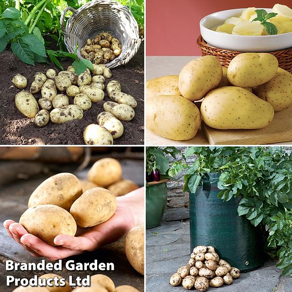 Potatoes Bargain Patio Growing Kits (Large)