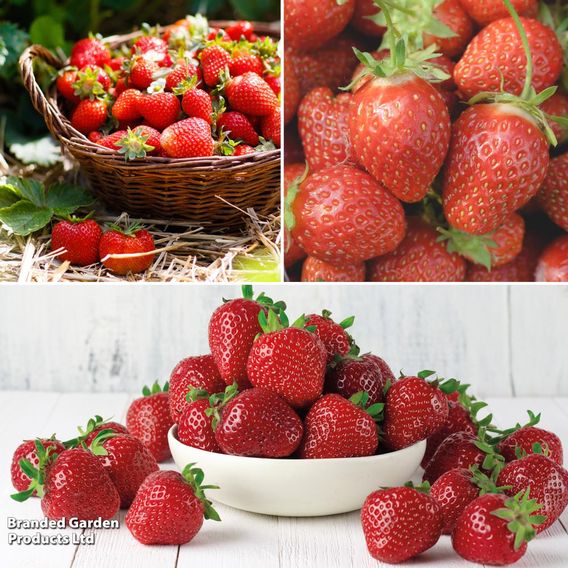 Strawberry Full Season Collection