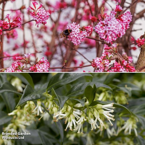 Fragrant Winter Shrub Duo