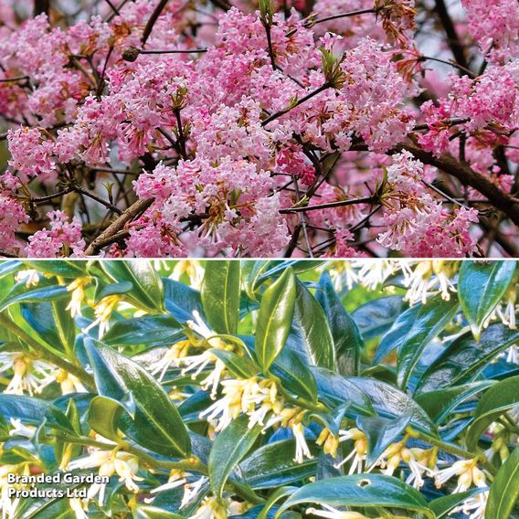 Fragrant Winter Shrub Duo